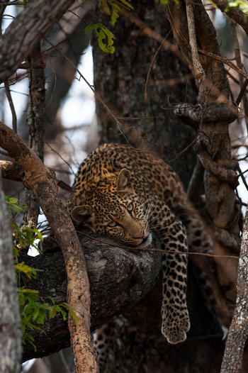 Ntemwa Busanga Bushcamp Ntemwa Busanga Bushcamp: Leopard in einem Baum