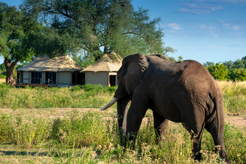 Nyamatusi Camp Nyamatusi Camp: Elefant vor Zelt