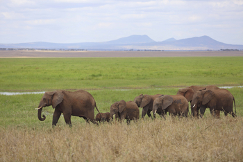 Oliver's Camp: Elefantenherde am Rand der Sümpfe