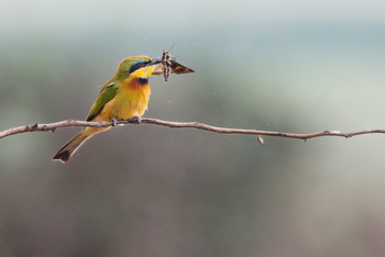 Olkeri Camp: Zwergspint
