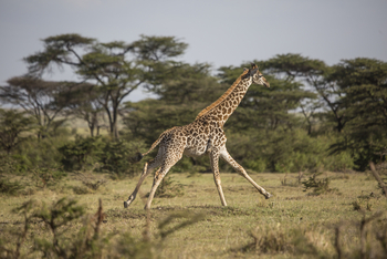 Richard's River Camp: Game Drive