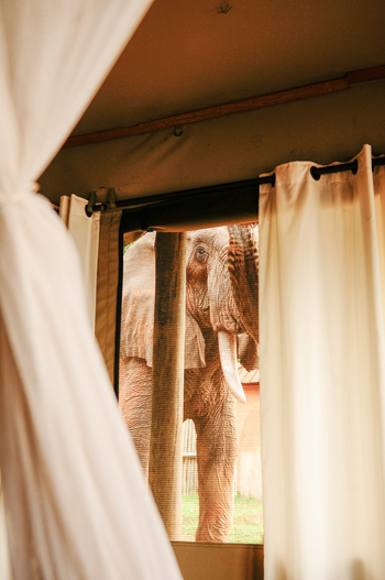 Royal Zambezi Lodge: Elefant vor dem Zimmer