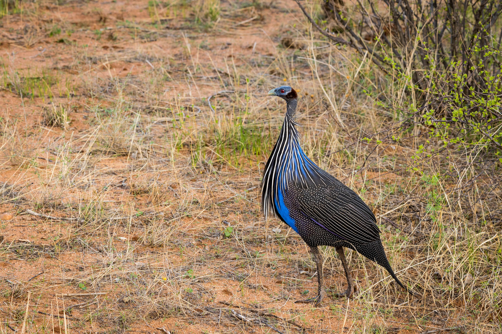 Saruni Samburu Saruni Samburu: Geierperlhuhn
