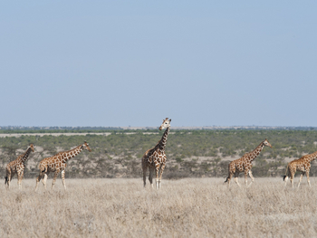Segera Retreat: Giraffen im Grasland