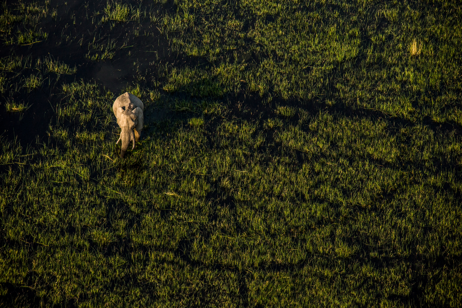 Selinda Camp Selinda Camp: Elefant im tiefen Wasser