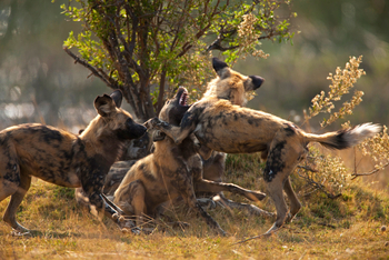 Selinda Explorers Camp Selinda Explorers Camp: Wildhunde im Kampf