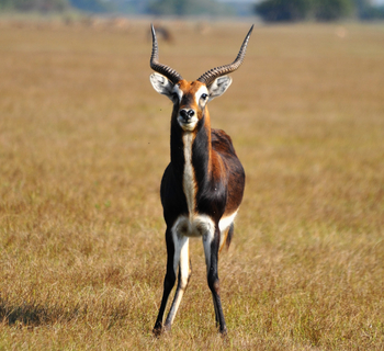 Shoebill Island Camp Shoebill Island Camp: Black-Lechwe-Bock