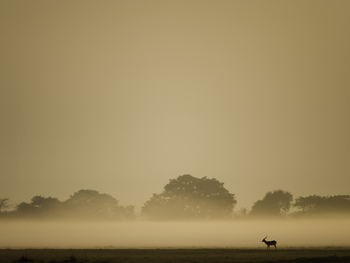 Shumba Camp Shumba Camp: Rote Moorantilope im Morgendunst