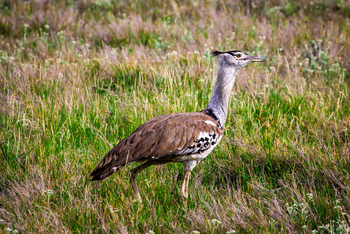 Sirikoi Lodge Sirikoi Lodge: Risentrappe