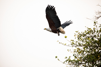 Sitatunga Private Island Camp: Adler von unten
