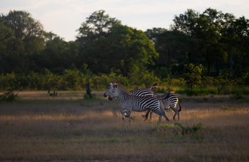 Sungani Lodge Sungani Lodge: Zebras
