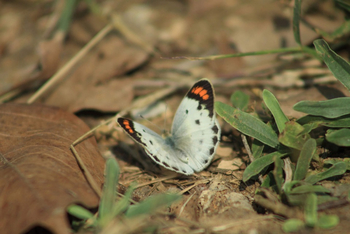 Svasara Jungle Lodge: Indian Little Orange Tip (Colotis etrida etrida)