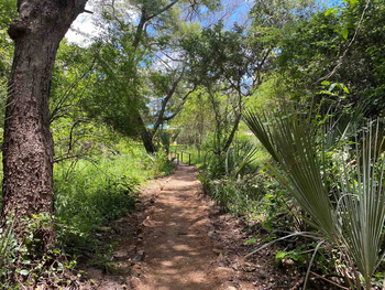 The Woodlands: Weg durch das Gelände