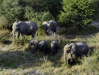 Tubu Tree Camp: Elefantengruppe