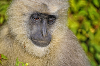 Vanghat: Gray Langur