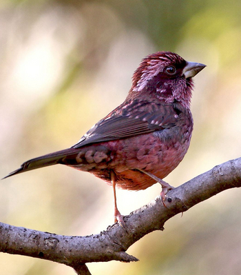 Vanghat: Spot-winged Rosefinch