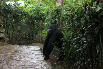 Volcanoes Bwindi Lodge: Gorilla in Sicht