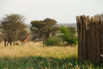 Warangi Ridge: Giraffe