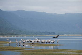 andBeyond Lake Manyara Tree Lodge: Nimmersattstörche See