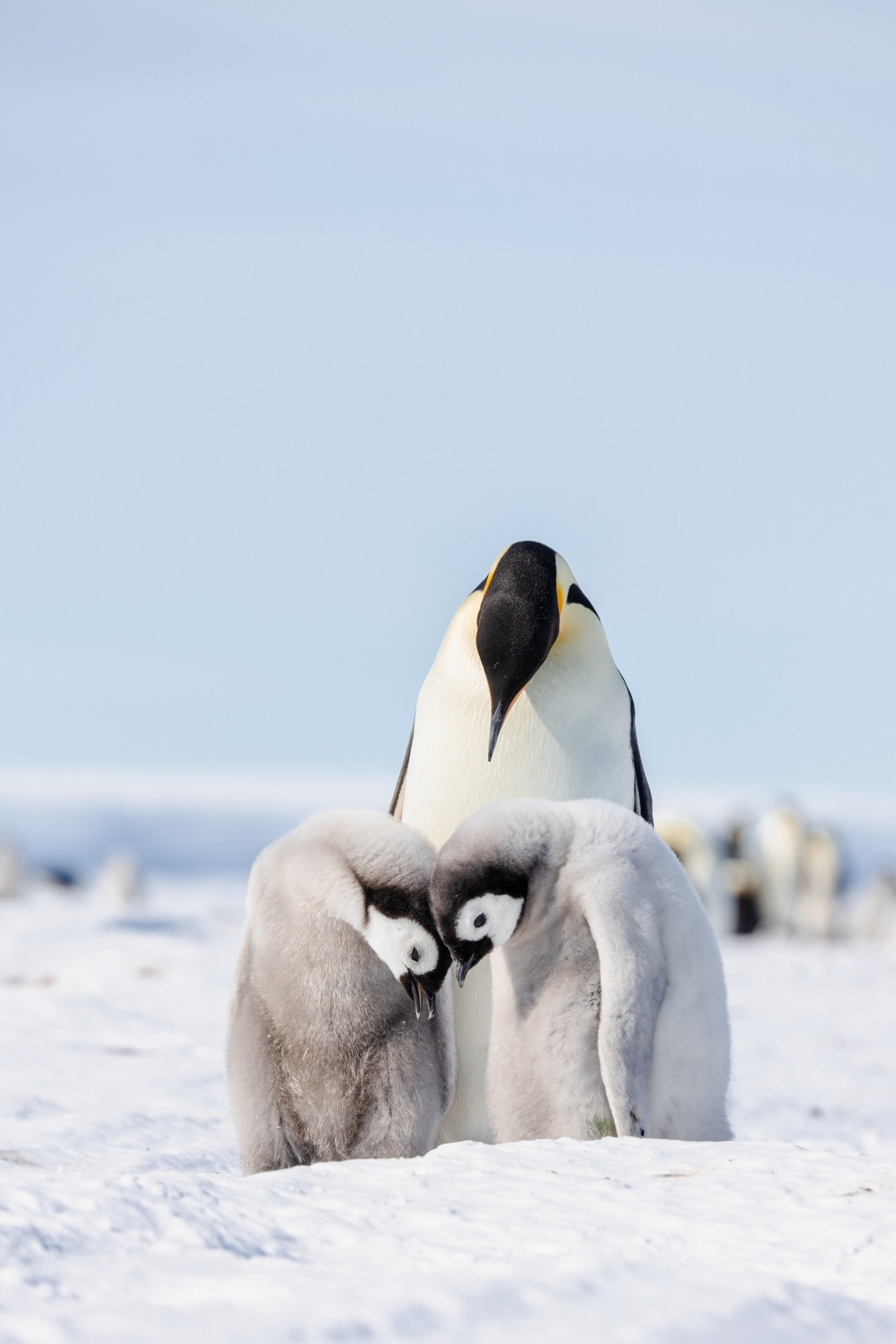 White Desert White Desert