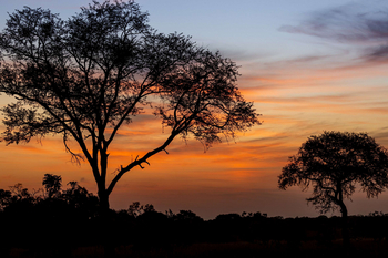 Anantara Tented Camp Kafue River: Akazien im goldenen Sonnenuntergang