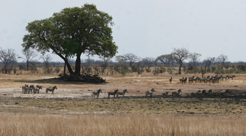 Camp Hwange: Zebras