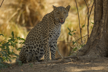 Tusk and Mane Safaris Tusk and Mane Safaris: Leopard