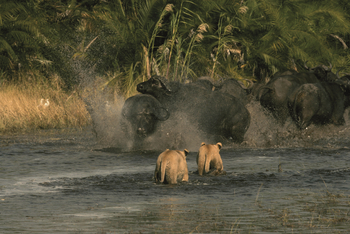 Duba Explorers Camp: Büffel und Löwen am Wasser