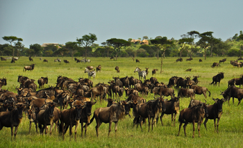 Grumeti Hills Camp: Gnuherde