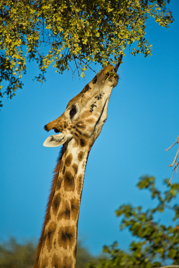 Hoanib Valley Camp Hoanib Valley Camp: Futter in der obersten Etage