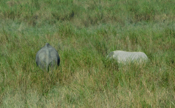 Indischer Elefant - links - und Panzernashorn in Kaziranga