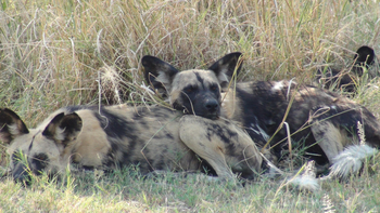 Island Safari Lodge: Wildhunde