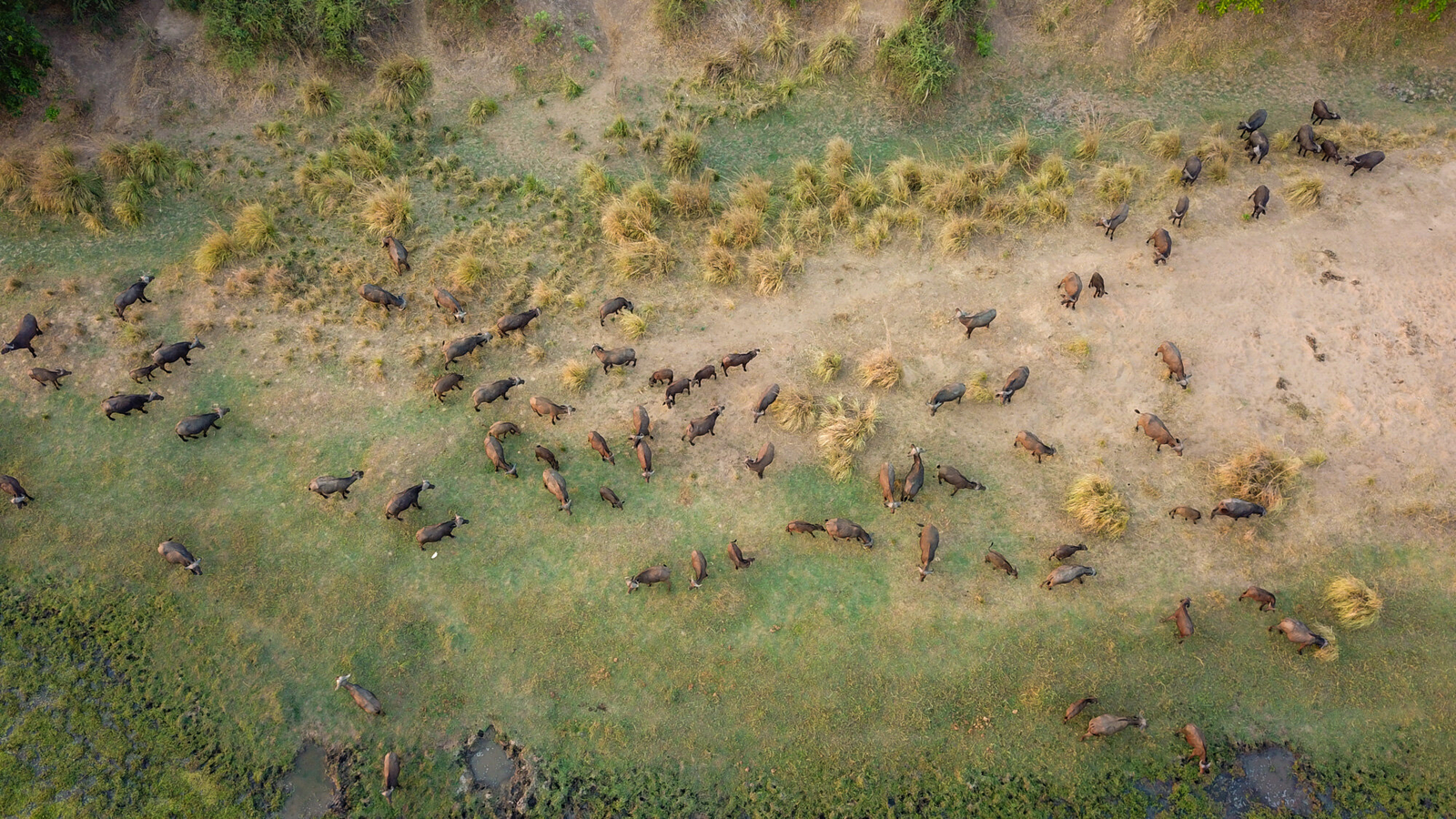 Kanyemba Lodge Kanyemba Lodge: Büffelherde