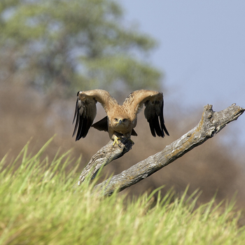 Konkamoya Lodge: Tawny Eagle - Aquila rapax