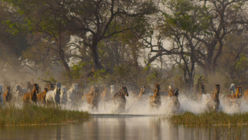 Kujwana Camp: Energiegeladene Pferde in Bewegung