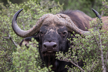 Kwandwe Private Game Reserve: Büffel