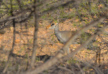 Lale's Camp: Dik Dik