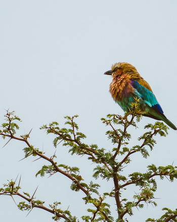 Migration Expeditions Camp Migration Expeditions Camp: Gabelracke