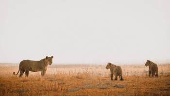 Mukambi Busanga Plains Camp: Löwin mit Babies