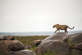 Namiri Plains Camp: Gepard auf Felsen