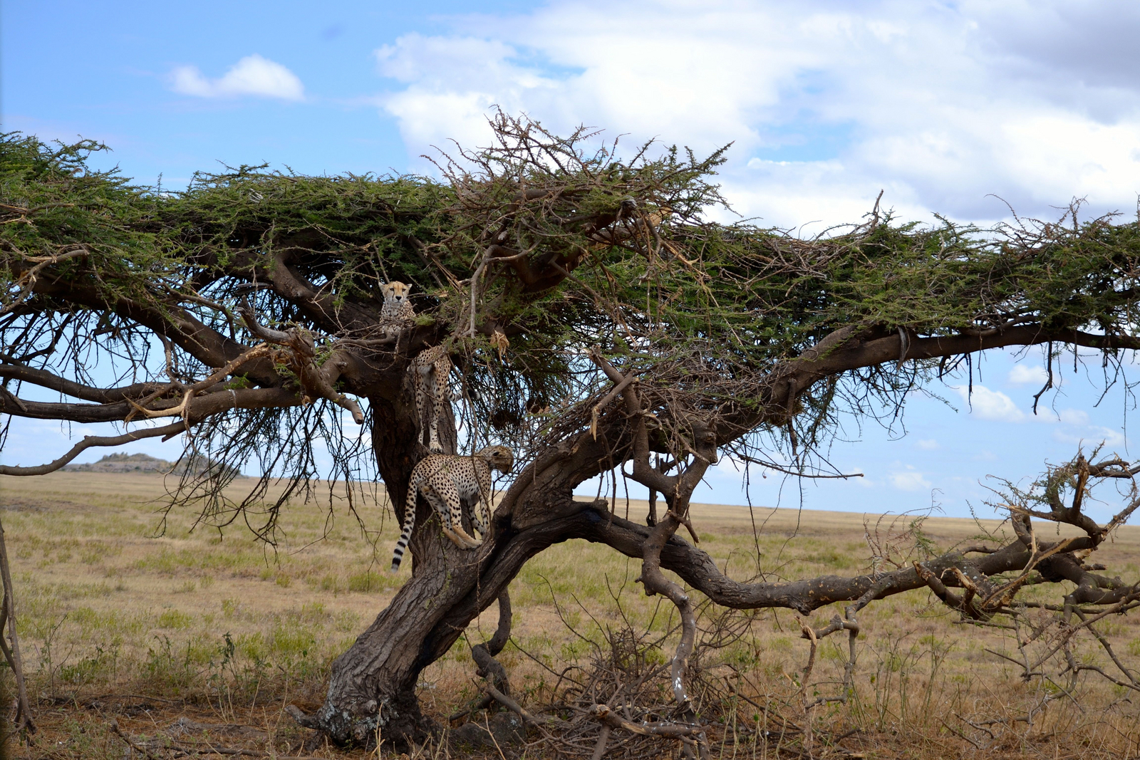 Namiri Plains Camp Namiri Plains Camp
