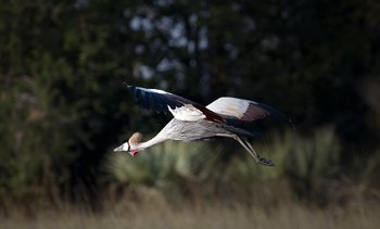 Ntemwa Busanga Bushcamp Ntemwa Busanga Bushcamp: Kronenkranich