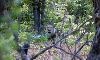 Ntemwa Busanga Bushcamp Ntemwa Busanga Bushcamp: Löwe im Miombowald