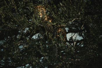 Old Traders Lodge: Leopard