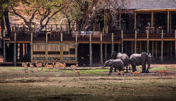Puku Ridge Camp: Eye-to_Eye Hide