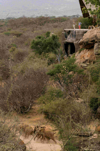 Reteti House Reteti House: Elefanten unterwegs