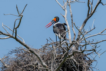 Saguni Safari Lodge Saguni Safari Lodge: Sattelstorch
