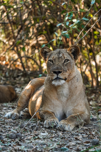 Sausage Tree Camp: Leafy Lion