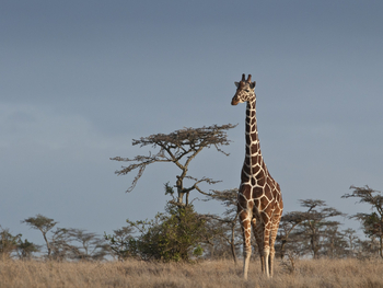 Segera Retreat: Netzgiraffe