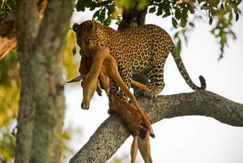 Selinda Explorers Camp Selinda Explorers Camp: Leopard mit Beute